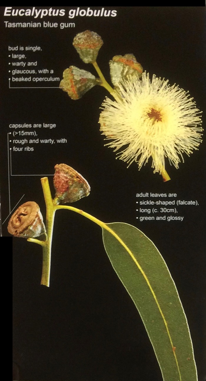 Eucalyptus Globulus