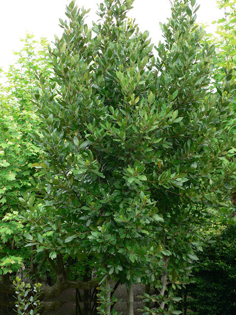 l'arbre de lauriers