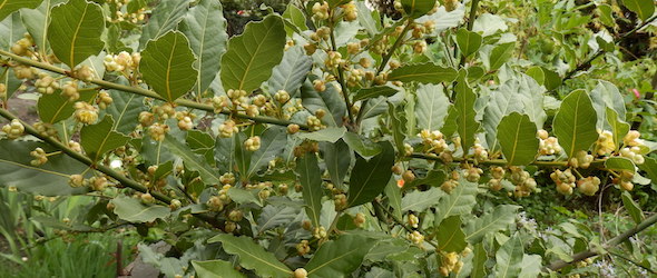 l'arbre de lauriers