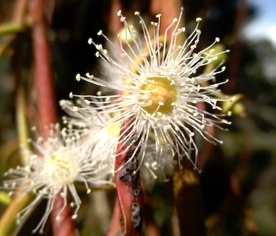 Bouton en fleur