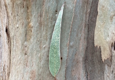 Feuille mature