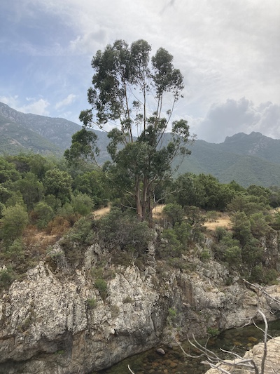 Globulus exporté en Corse
