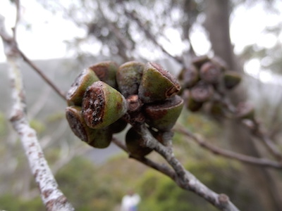 7-8 inflorescences