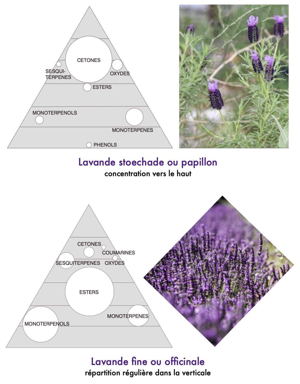 Lavandes fines et Stoekade